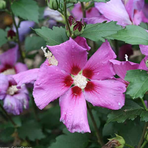 Purple Satin® Rose of Sharon | Overdevest Nurseries, LP