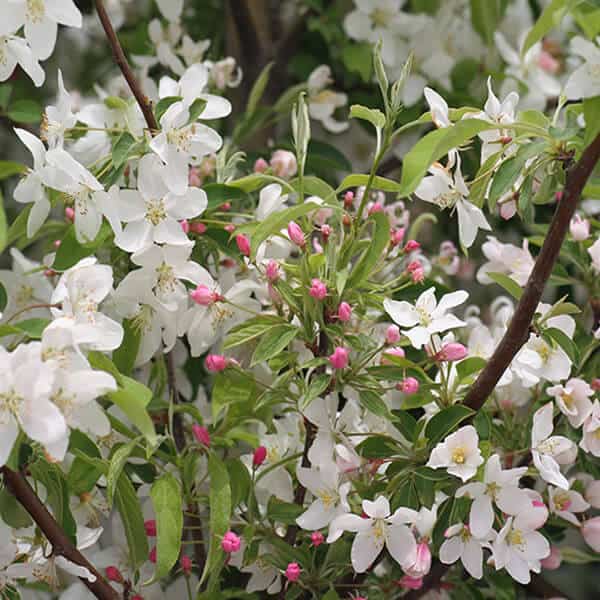 Sugar Tyme™ Flowering Crabapple | Overdevest Nurseries, LP