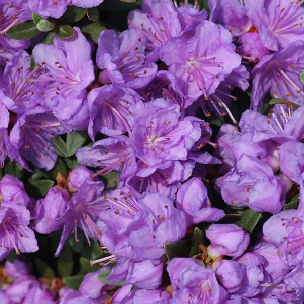 ‘Purple Gem’ Rhododendron | Overdevest Nurseries, LP