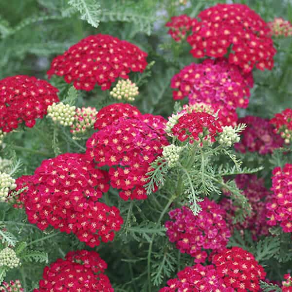 'Pomegranate' Yarrow - Grown By Overdevest