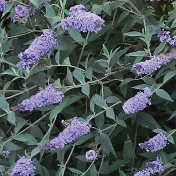 Monarch® Slippers' Butterfly Bush - Overdevest