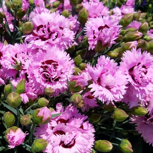 Early Bird™ 'Fizzy' Pinks - Grown By Overdevest