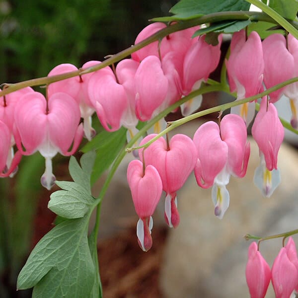Old Fashioned Bleeding Heart - Grown By Overdevest