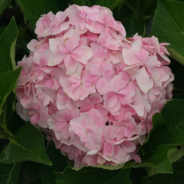 Forever 'Peace' Mophead Hydrangea - Grown By Overdevest