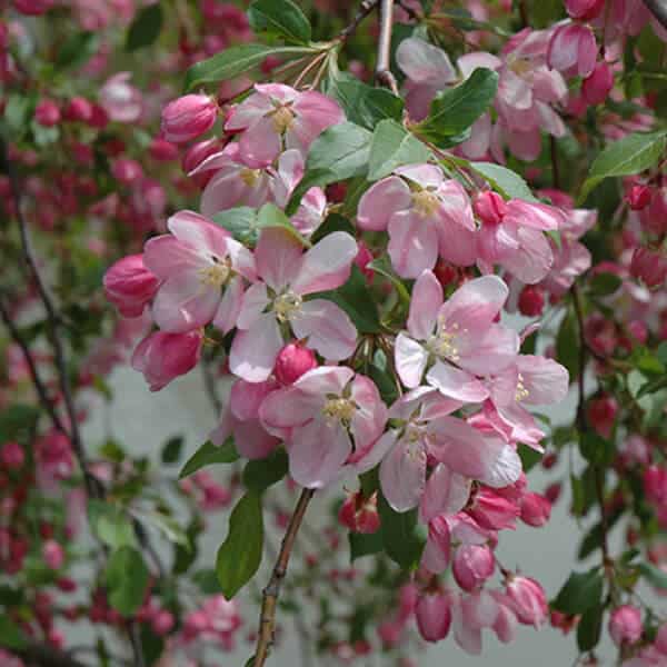 'Louisa' Flowering Crabapple - Grown By Overdevest