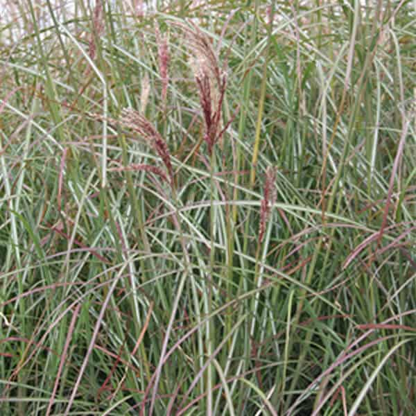 Mystal™ 'Little Miss' Dwarf Maiden Grass - Grown By Overdevest