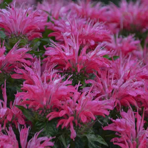 Electric Neon Pink' Bee Balm - Grown By Overdevest