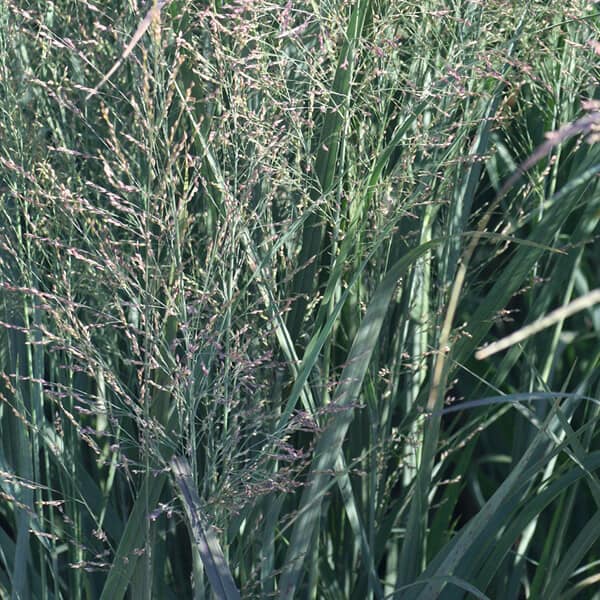 'Northwind' Upright Switch Grass - Grown By Overdevest