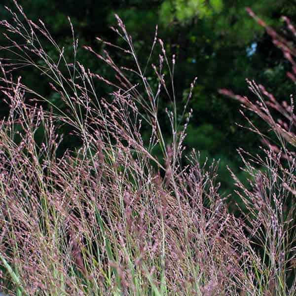 'Purple Tears' Switch Grass - Grown By Overdevest