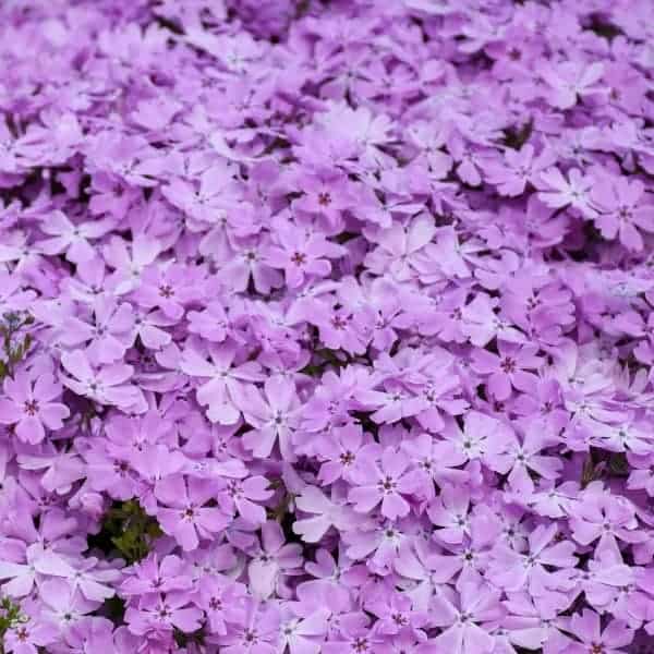 Spring Bling™ 'Pink Sparkles' Creeping Garden Phlox - Grown By Overdevest