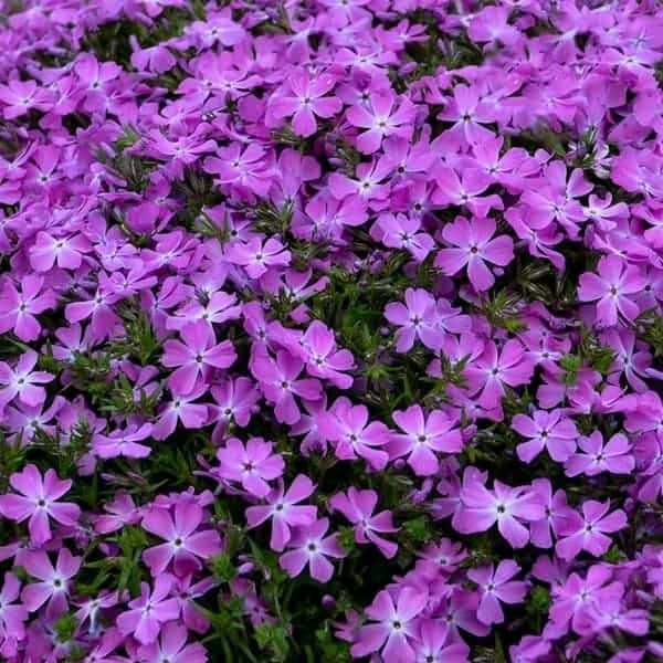 Spring Bling™ 'Rose Quartz' Creeping Garden Phlox - Grown By Overdevest