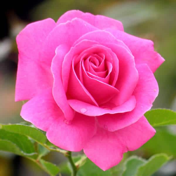 True Bloom™ True Gratitude Climbing Rose - Grown By Overdevest