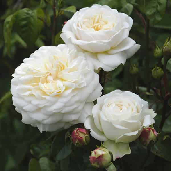 'Tranquility' English Rose - Grown By Overdevest