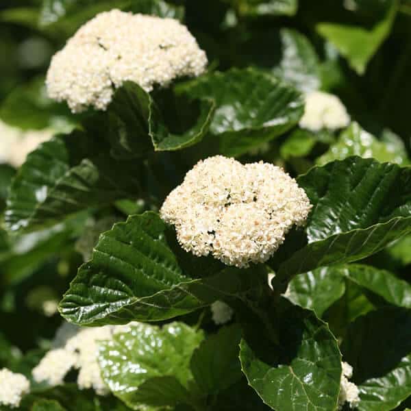 Viburnum All That Glitters