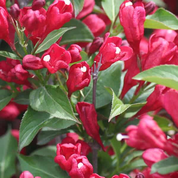 Sonic Bloom® Red Old Fashioned Weigela - Grown By Overdevest