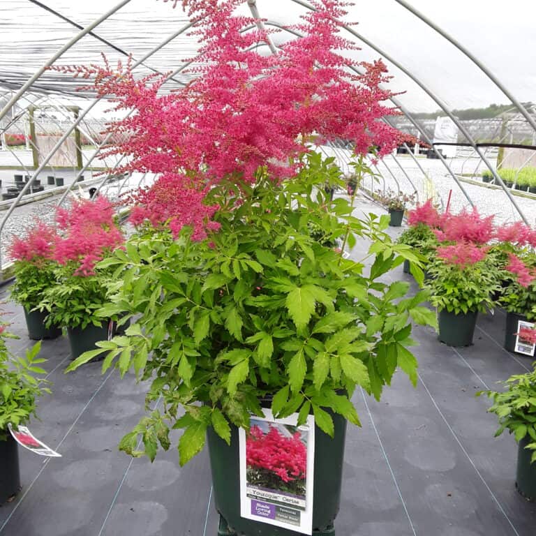 &copy;Overdevest Nurseries, L.P.