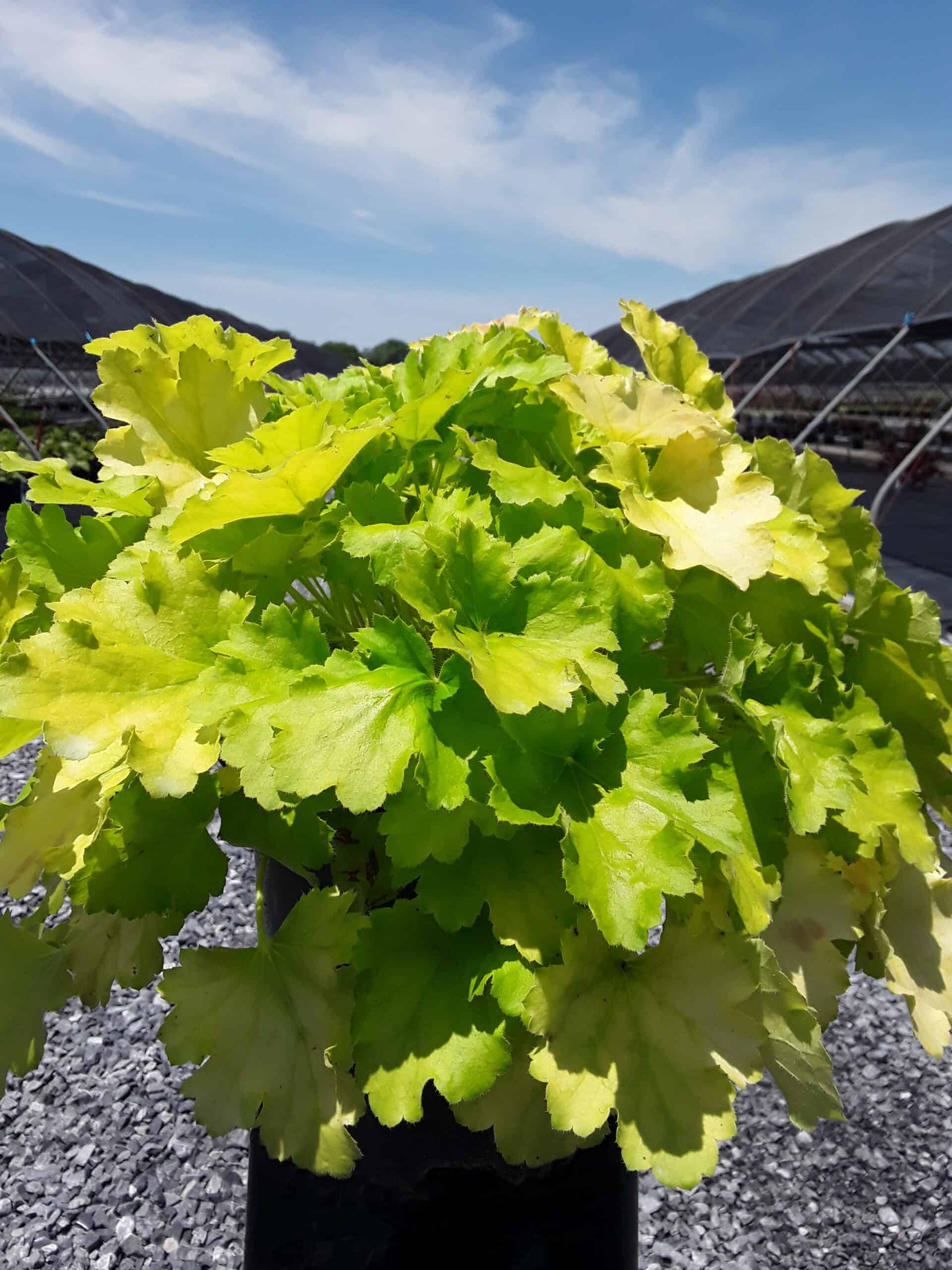 'Lemon Love' Coral Bells Grown By Overdevest