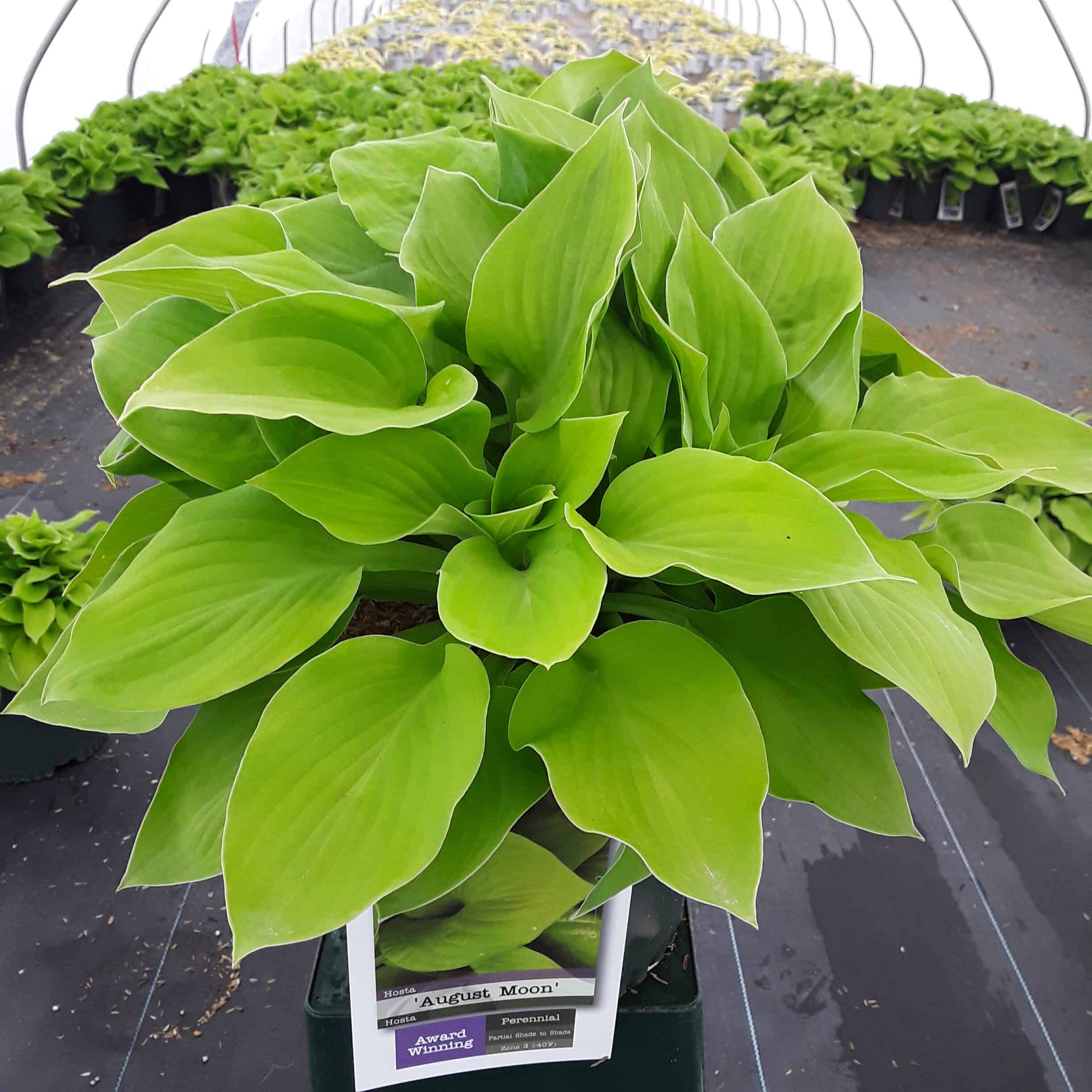 August Moon Hosta Grown By Overdevest