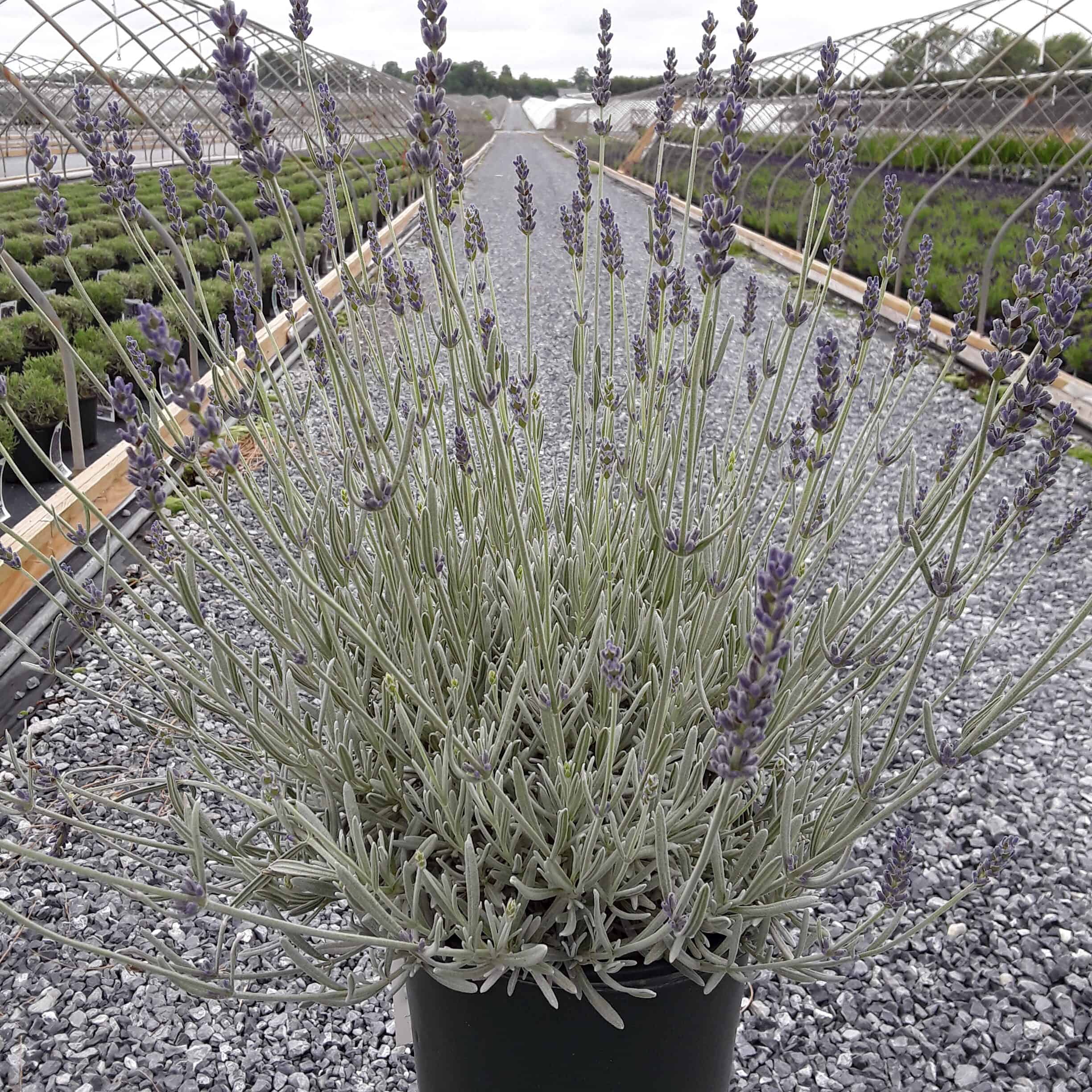Silver Mist' English Lavender - Grown By Overdevest