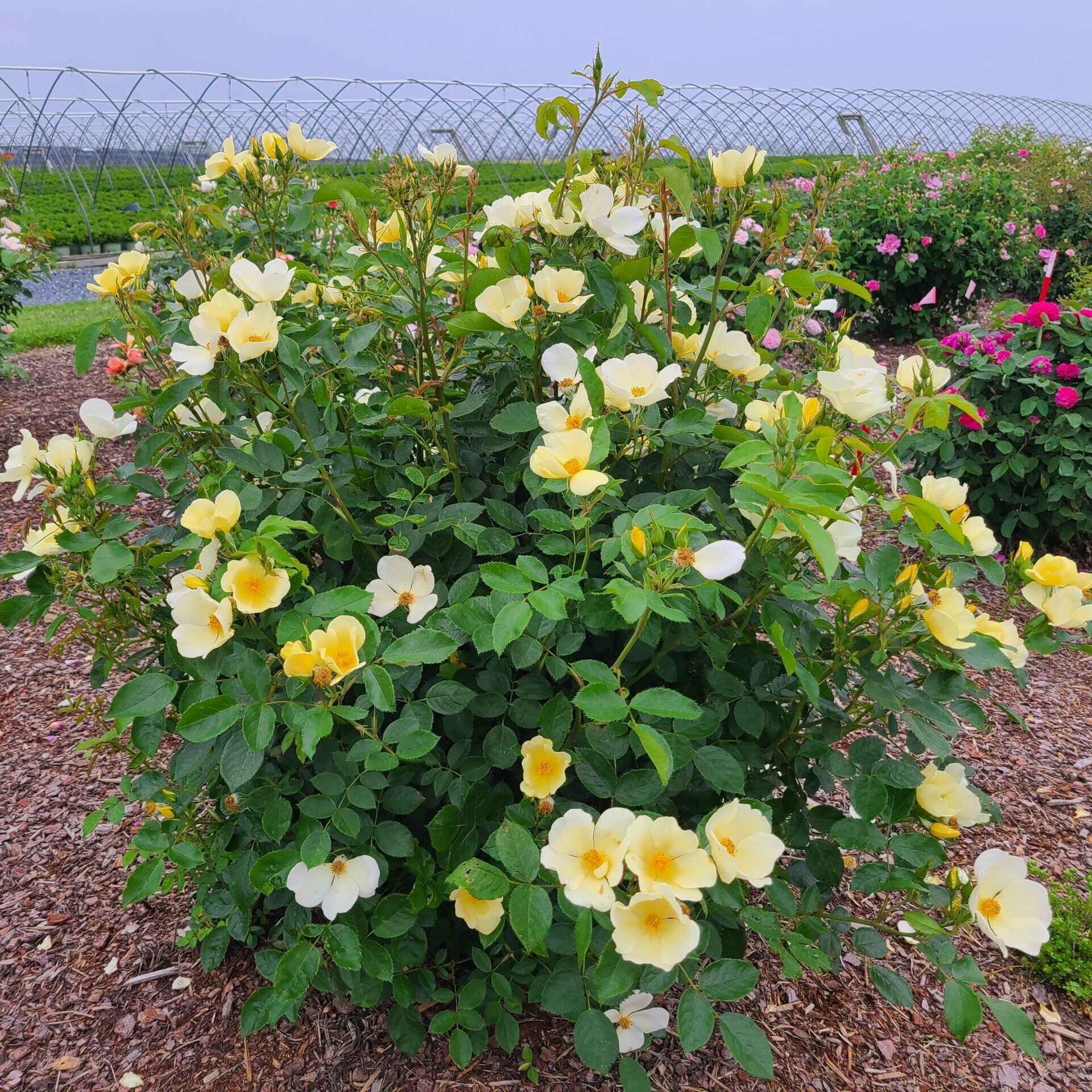 'Tottering-by-Gently' English Shrub Rose - Grown By Overdevest