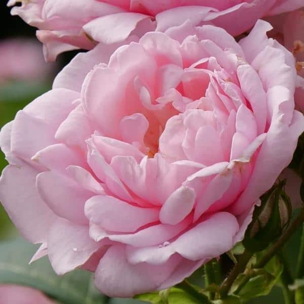 Reminiscent® Pink Landscape Rose - Grown By Overdevest