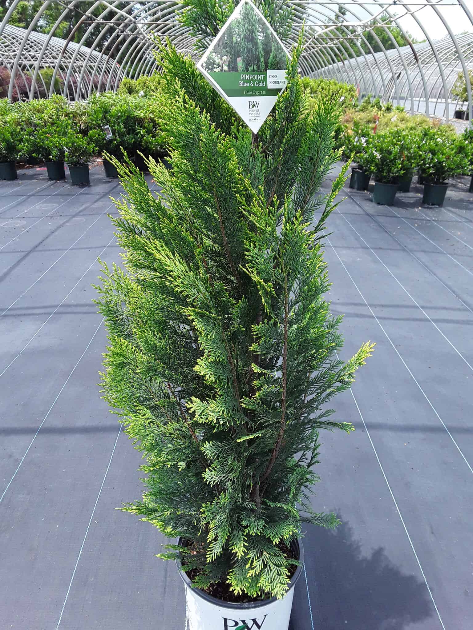 Pinpoint® Blue & Gold Lawson False Cypress - Grown By Overdevest