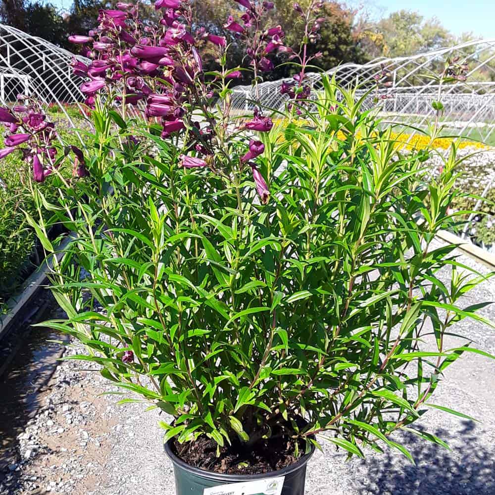 Cha Cha Purple Beardtongue Grown By Overdevest