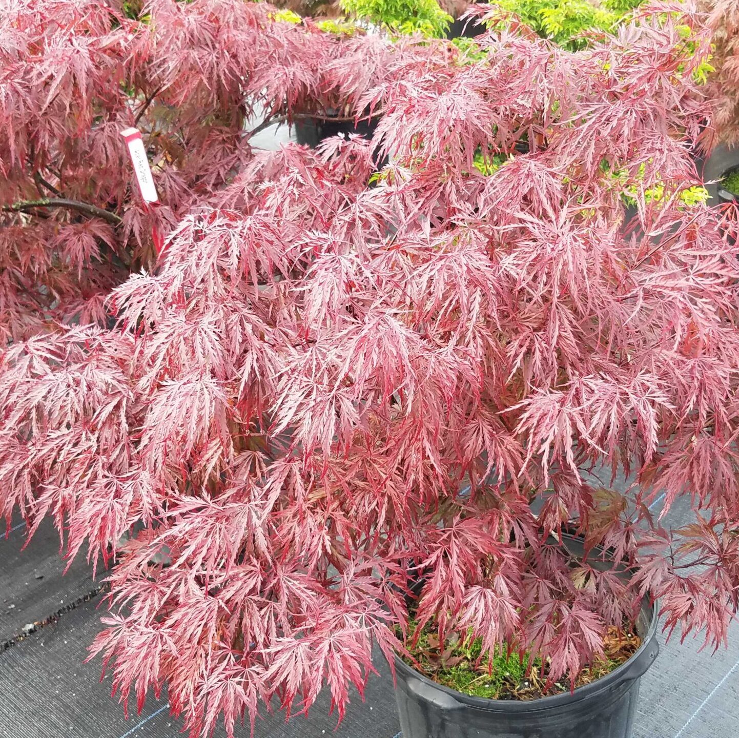 'Red Dragon' Cutleaf Japanese Maple - Grown By Overdevest