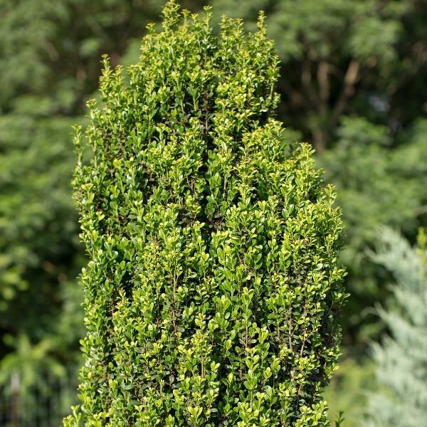 Straight & Narrow® Japanese Holly - Grown By Overdevest
